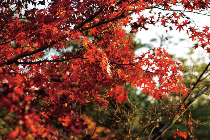 紅葉のオレンジ色や赤色をきれいに印刷で再現する方法